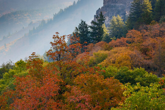 USA, Utah, Logan. Logan Pass Highway 89 and fall colored canyon maple trees