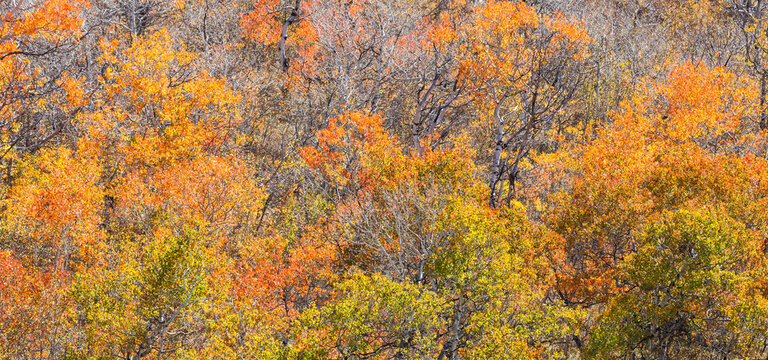 USA, Utah, Woodruff. Highway 39 towards Ogden, canyon maple in Fall Color
