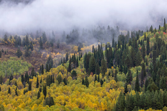 USA, Utah. Highway 89 Aspens and evergreens in Autumn Colors along the highway going to Logan.