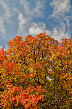 USA, Utah, Highway 89 Logan Canyon with Canyon Maples in fall colors