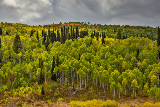 USA, Utah. Highway 89 Aspens and evergreens in Autumn Colors along the highway going to Logan.