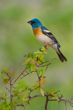 USA, Utah. Lazuli bunting passerina amoena adult male. Breeding plumage.