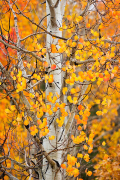 Utah, Dixie National Forest, aspen forest along Highway 12