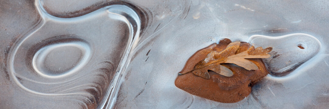 Usa, Utah, Natural Bridges National Monument. Leaf with frozen ice pattern.