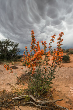 Usa, Utah, Arches National Park. Desert Globemallow (Sphaeralcea ambigua) and approaching mammary clouds