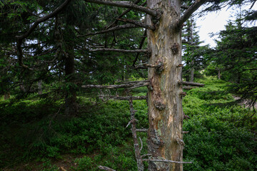 Withered tree in the forest on the mountains.