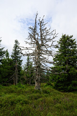 Withered tree in the forest on the mountains.