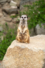 Alert Meerkat stood on guard