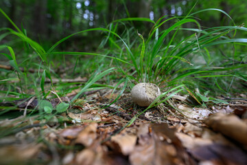 Puffer mushroom near the green grass in the forest.