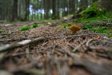 Edible mushroom with a yellowish underbelly in the forest.