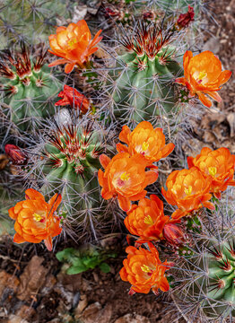 USA, Utah. Scarlet hedgehog cactus.