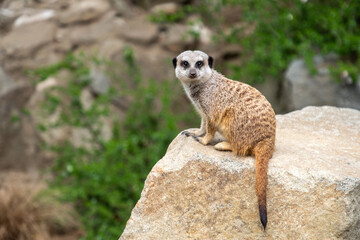 Meerkat sat on the lookout