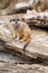 Fototapeta premium Meerkat sat on the lookout