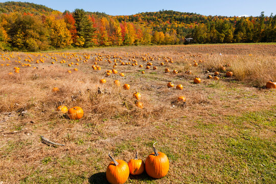 Pumpkin patch and autumn leaves in Vermont countryside, USA