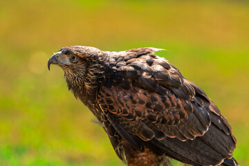 Harris's Hawk (Parabuteo unicinctus)