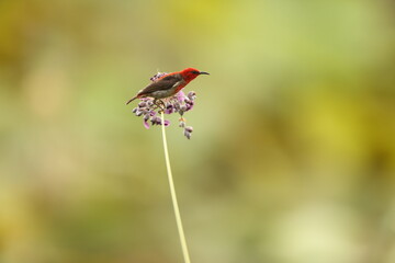 Sulawesi myzomela (Myzomela chloroptera) is a species of bird in the family Meliphagidae. It is endemic to Indonesia where it occurs in Sulawesi.