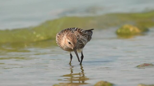 A wader walks along the seashore in search of food. A wave runs onto the shore. The dunlin (Calidris alpina) is a small wader in the genus Calidris. Close-up. Slow motion 120fps.