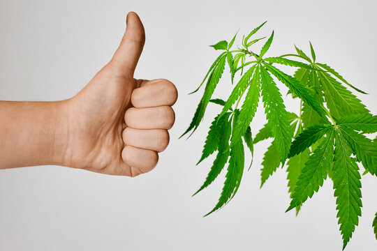 natural branch of raw hemp and hand with thumb up on gray background, legalization of cannabis, useful properties