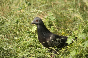 pigeon