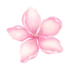 Watercolor sakura flower   isolated on white background