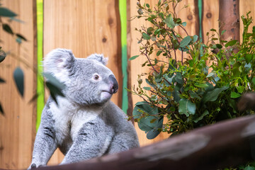 Koala bear cub sitting in a tree in the zoo