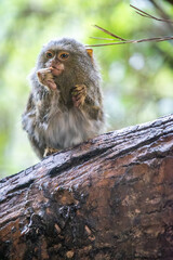 An Eastern pygmy marmoset, the smallest monkey in the world, eating on a log