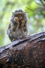 An Eastern pygmy marmoset, the smallest monkey in the world, eating on a log