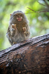 An Eastern pygmy marmoset, the smallest monkey in the world, eating on a log