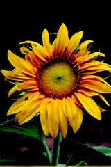 sunflower in the garden