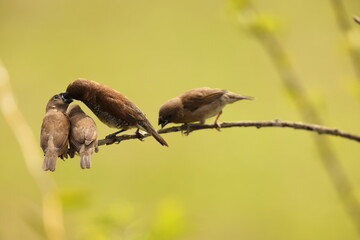 Scaly-breasted munia or spotted munia (Lonchura punctulata particeps) in Sulawesi, Indonesia 