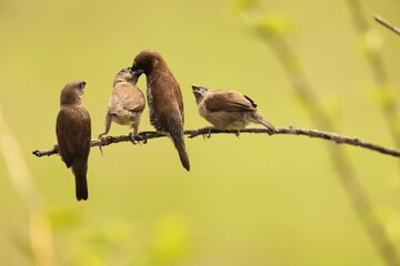 Scaly-breasted munia or spotted munia (Lonchura punctulata particeps) in Sulawesi, Indonesia 