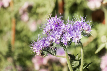 Close up of Lacy Phacelia (Phacelia cryptantha) wild flowers, San Francisco Bay Area, California