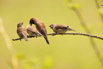 Scaly-breasted munia or spotted munia (Lonchura punctulata particeps) in Sulawesi, Indonesia 