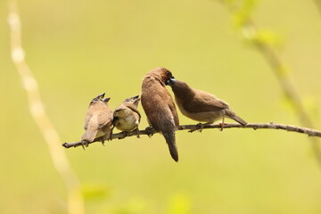 Scaly-breasted munia or spotted munia (Lonchura punctulata particeps) in Sulawesi, Indonesia 
