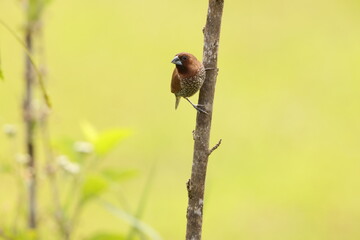 Scaly-breasted munia or spotted munia (Lonchura punctulata particeps) in Sulawesi, Indonesia 
