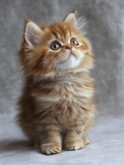 A fluffy kitten with striking eyes sitting gracefully, showcasing its adorable features.