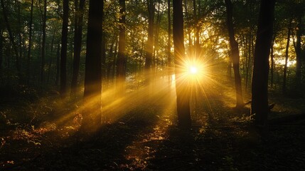 Obraz premium Golden hour sunlight streaming through forest