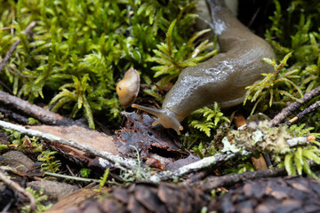 Slug feasting on a mushroom in the rainforest