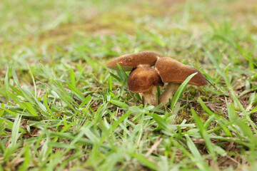 Three Mushrooms in a grassy yard