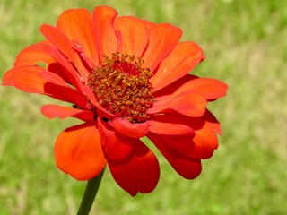 orange flower in the garden