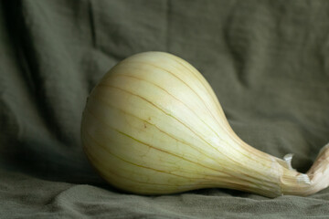 A large yellow onion on an olive green background.