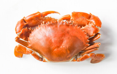 red crab isolated on white background
