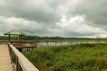 Wooden dock over shallow lake with cypress knees sticking out of the water