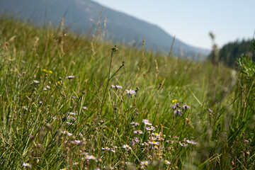 Late summer wildflowers in bloom at Paulina Lake on the Newberry National Volcanic Monument in Oregon.
