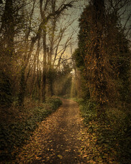 Obraz premium tranquil scene of a winding forest trail lined with vibrant autumn foliage and bathed in golden sunlight. Vertical