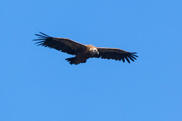 vulture in flight