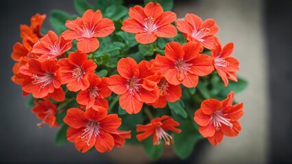 red flowers 