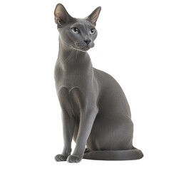 Gray cat sitting in profile on transparent background