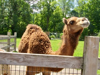 camel in the zoo
