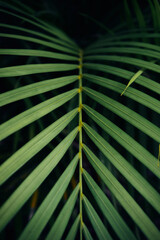 Obraz premium Palm leaf pattern in summer weather